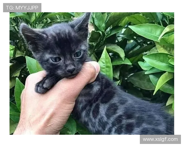 如果我是猫 霍安就是黑豹 未来未可知 如果我是猫 霍安就是黑豹 未来未可知